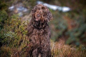 hunt with the dog, a pudelpointer, on the mountains at a sunny autumn day