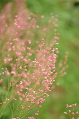 Floral bokeh background with pink Heuchera flowers, blurred with copy space, selective focus.