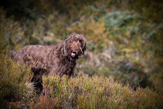 hunt with the dog, a pudelpointer, on the mountains at a sunny autumn day