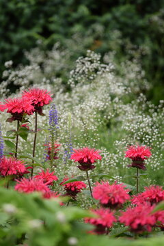 Blooming monarda in summer garden, bokeh monarda flowers background, selective focus.