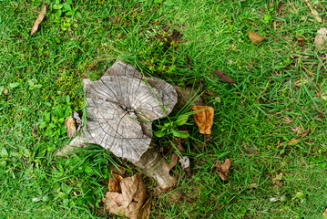 Tree Stump Surrounded by Green Grass