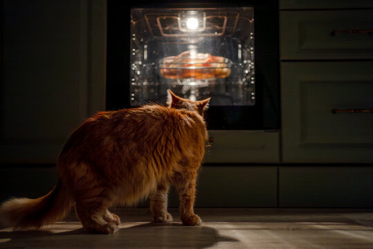 Ginger domestic cat curiously watching meal cooking in illuminated oven, anticipating dinner while sitting on the kitchen floor in a cozy home environment