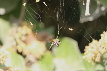 Toile d'araign&eacute;e