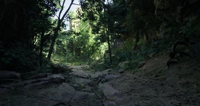 A narrow path through a dense forest is illuminated by sunlight, showcasing vibrant greenery. Rocks and dirt line the trail, inviting exploration in this serene natural setting.