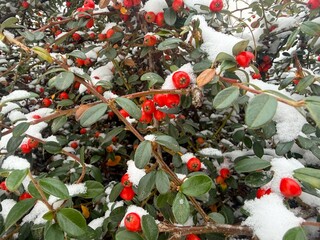 Red Cotoneaster under the snow