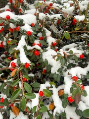Red Cotoneaster under the snow