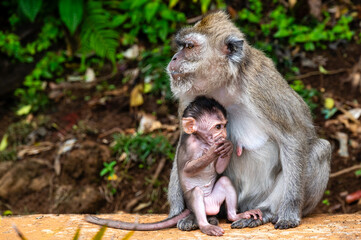 Java Monkey Mother With Baby at Grand Bassin, Mauritius