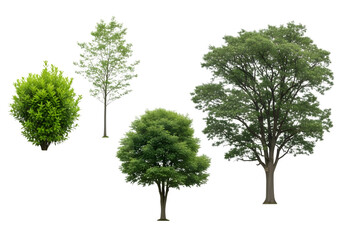 Obraz premium Tree collection