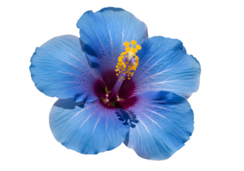 Blue hibiscus flower
