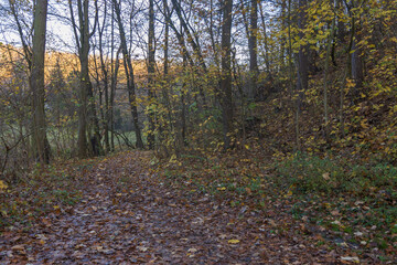 A forest path covered with a thick layer of fallen brown leaves, leading into the woods. The image captures a dense deciduous growth in late autumn