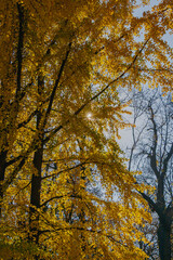 Bright sunlight filters through vibrant yellow leaves in a peaceful forest scene during autumn, highlighting the beauty of nature and seasonal changes