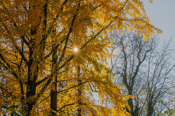 Bright golden leaves catch sunlight in a serene autumn scene enhancing the beauty of trees in a vibrant forest setting