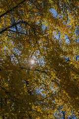 Golden autumn leaves with sunlight filtering through tree branches against a clear blue sky