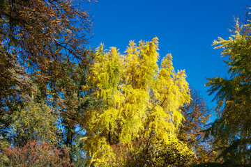Golden ginkgo tree with bright yellow autumn leaves under a clear blue sky in a park