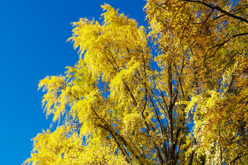 Colorful leaves on a tall tree against a clear blue sky during a sunny autumn day in a peaceful park