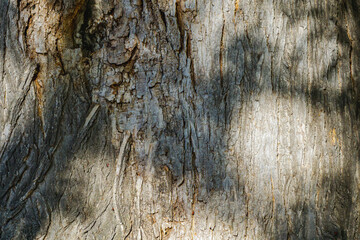 Texture of an aged tree trunk showing intricate patterns and shadows under sunlight in a serene forest