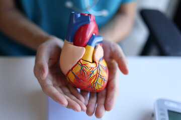 Doctor using heart model to explain blood flows direction.