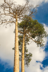 Tall pine trees reaching toward a cloudy blue sky in a peaceful forest setting