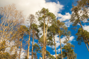 In a tranquil forest on a sunny day, tall trees majestically stretch their branches toward the bright blue sky, while fluffy clouds gently drift above