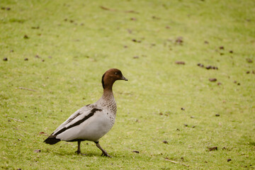 A single Australian wood duck walking on grass outdoor at daytime during springtime season in a wildlife park near Adelaide in Australia with space for text.