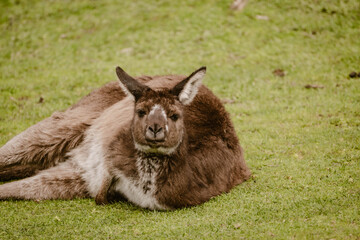 Brown woolly kangaroo lies on the green grass outdoor at daytime during springtime season in a wildlife park near Adelaide in Australia with space for text.