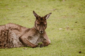 Brown woolly kangaroo lies on the green grass outdoor at daytime during springtime season in a wildlife park near Adelaide in Australia with space for text.