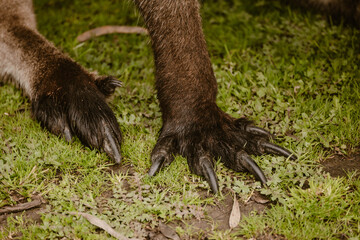 Close up of the feet with long nails of a brown wallaby outdoor at daytime in a wildlife park near...
