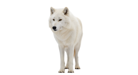 Arctic wolf standing isolated on transparent background