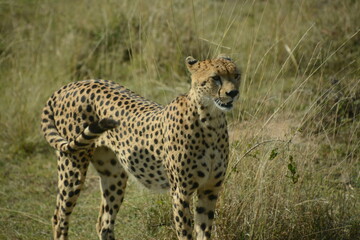 Safari