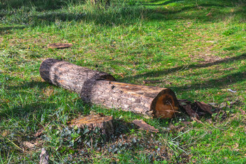 Cut tree log lying on green grass illuminated by soft sunlight in a quiet forest clearing