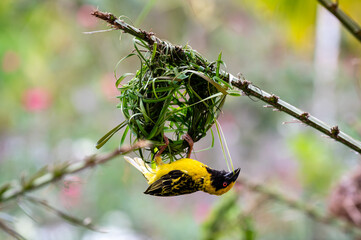 A southern masked weaver (Ploceus velatus) weaving a nest in a tree
