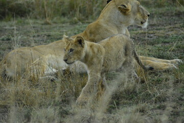 Safari