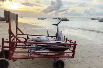 Freshly Caught Tuna on Beach Cart at Sunset in Tamarin, Mauritius