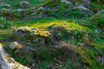 Sunlit grassy mound with moss-covered rocks and wild vegetation in a quiet natural setting