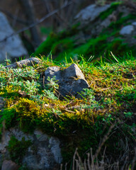 Moss-covered rocks and green grass thriving in sunlight on a rocky surface in a serene natural...