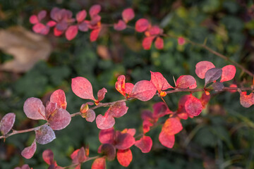 Vibrant autumn leaves showcase shades of red and pink along a slender branch in a serene garden setting during the fall season