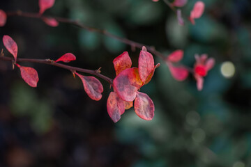 Close-up of a red autumn branch with delicate leaves illuminated by afternoon sunlight