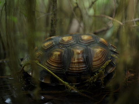 Close-up of a turtle's patterned shell in its natural wetland habitat