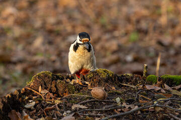 Great Spotted Woodpecker sits on a stump and looks at a nut