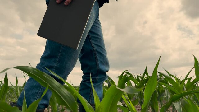agriculture, farmer working corn field digital tablet, Tablet wielding farmer strides through corn rows, Rural business and technology fusion, Smart agriculture systems at work, Business executive in