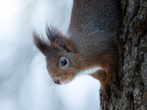 squirrel on a tree