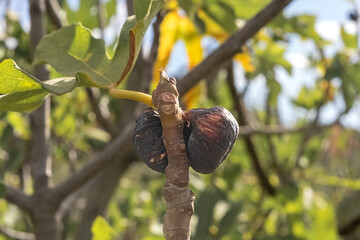 close-up of two ripe figs on fig tree branch, captured in natural sunlight. Textured skin and warm tones highlight fruit&rsquo;s maturity, with soft green leaves creating natural Mediterranean backdrop