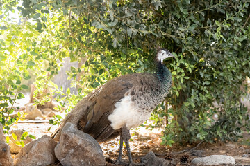 wild peahen standing among rocks and green foliage in natural sunlight, photographed in Crete, Greece. Bird is illuminated by warm light filtering through the leaves, showcasing its detailed feathers