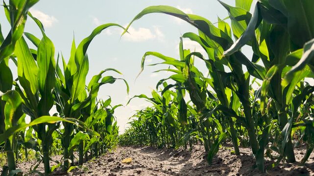 Farming success visual, Early stage corn growth, Landscape of agriculture, Young corn under blue sky, Detailed view of field, Summer crops beginning, Rows stretching endlessly, Green plants growing