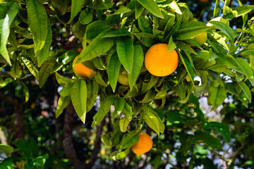 Ripe oranges growing on green leafy citrus tree in sunny Mediterranean garden, healthy organic fruit and vibrant leaves in Portuguese orchard, summer harvest