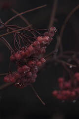 red berries on a branch