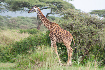 Solitary giraffe wandering in the savannah