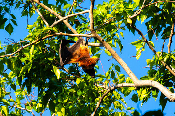 Mauritian Mascarene flying fox hanging peacefully in tree