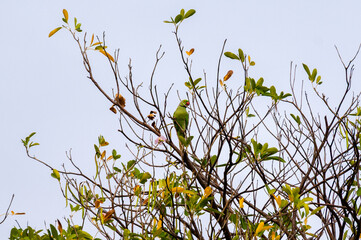 Mauritius parakeet perched calmly on tropical tree branch