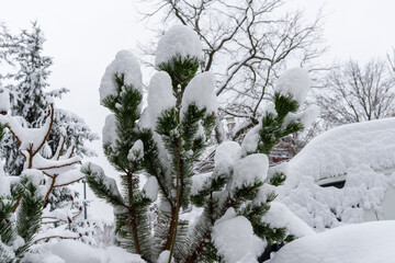 Fresh layers of snow blanket dense green pine branches, forming soft rounded shapes against a bright winter backdrop. A serene seasonal scene capturing natural beauty, calm atmosphere, and snowy outdo